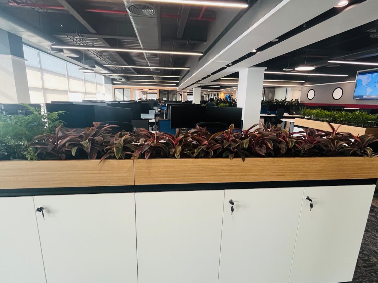 Indoor Plant Project 13